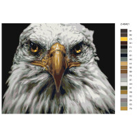 Pittura dai numeri "Eagle Head White", 40x50cm, z-ab421