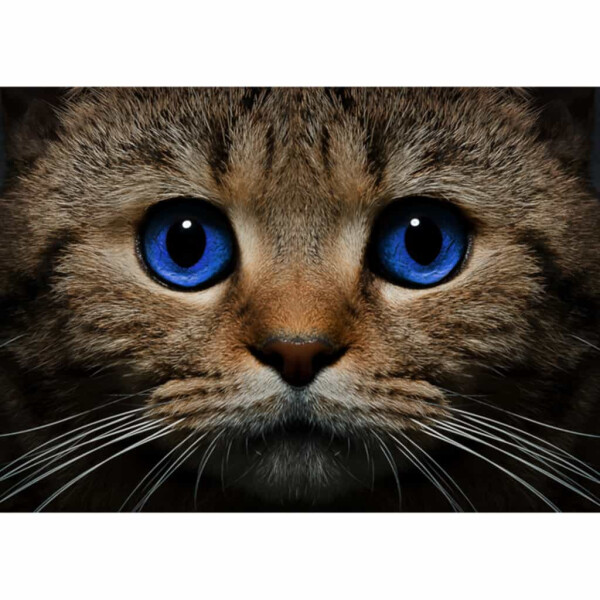Conjunto de pintura de diamantes CdA "Gato de ojos azules" 38 x 27cm, de497