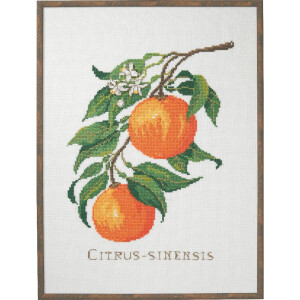 Eva Rosenstand kruissteekset "Citrus-senensis",...