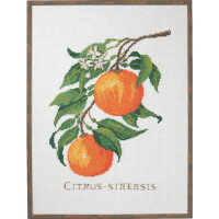 Eva Rosenstand kruissteekset "Citrus-senensis", telpatroon, 29x39cm