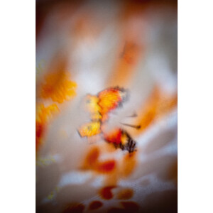 Vervaco Tafelloper kruissteekset "Oranje bloemen en...