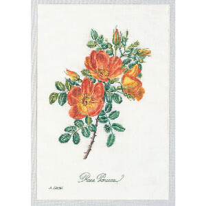 Thea Gouverneur counted cross stitch kit "Rose Chazal Evenweave", 26x38cm, DIY