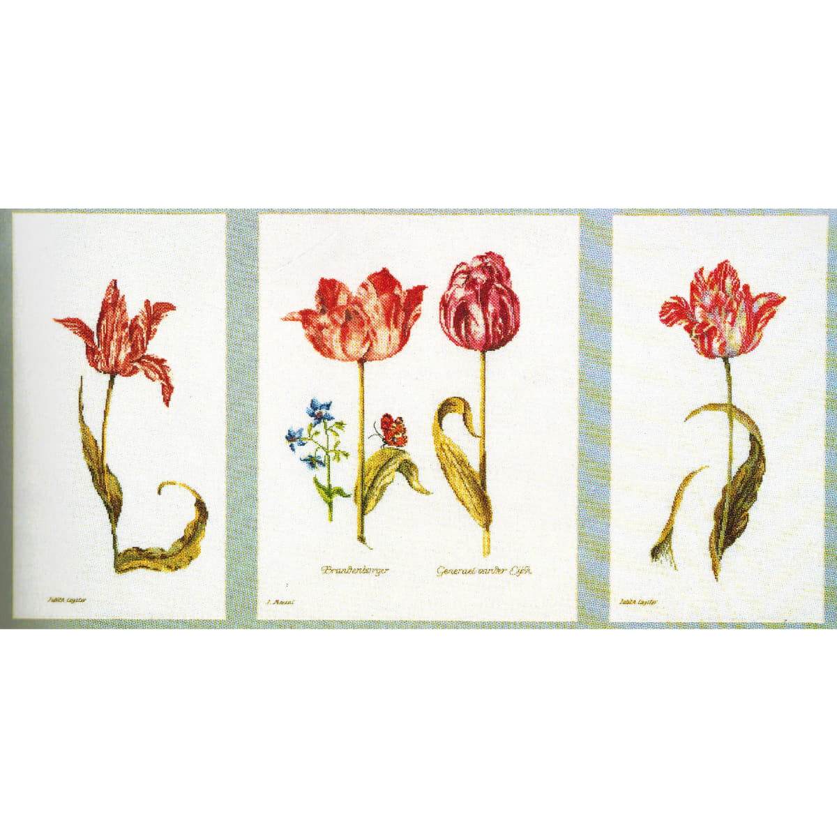 The image you described shows a botanical illustration in...
