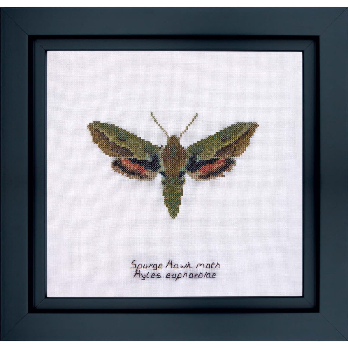Thea Gouverneur kit punto croce "Spurge Hawk moth...