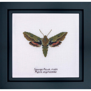 Thea Gouverneur counted cross stitch kit "Spurge Hawk moth Aida", 21x21cm, DIY