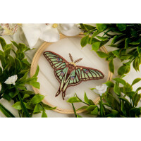 Panna Plattstich auf Organza Stickpackung mit Stickrahmen "Graellsia Isabellae Schmetterling", Stickbild vorgezeichnet, 13x13cm