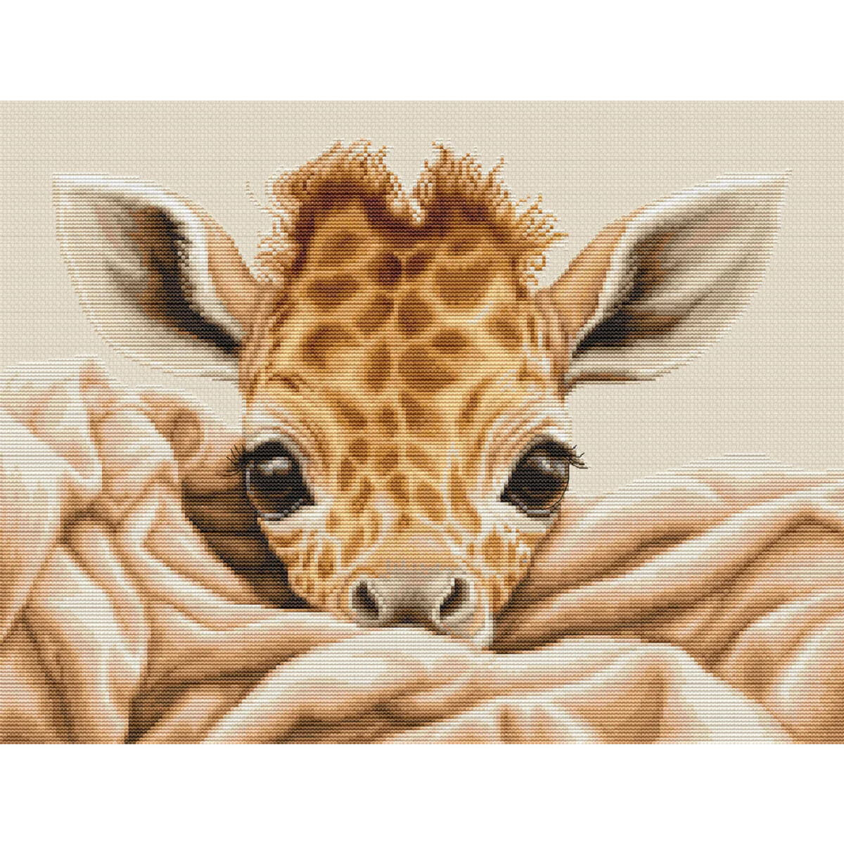 Image du visage dun bébé girafe qui...